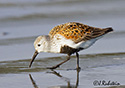 Calidris alpina